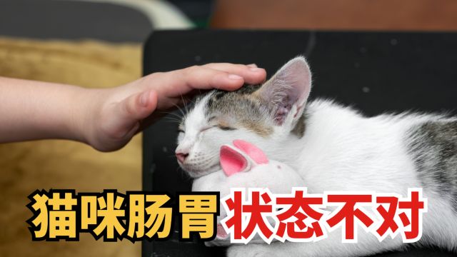 猫咪肠胃状态不对,给它整一口益生菌