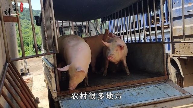 母猪肉真的不能吃?经常有人专门下乡收购母猪,他们买来干嘛? 2