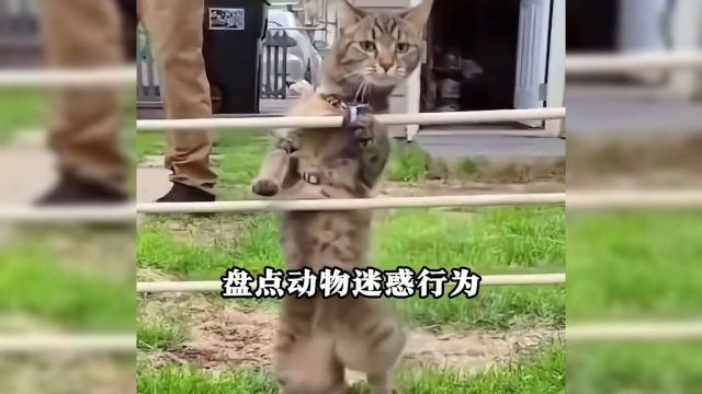 盘点那些倒霉的猫咪,猫咪失误精选搞笑视频