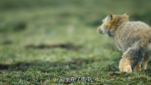 狐主人的顶级狩猎万物皆有灵性