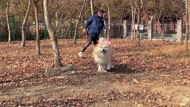 没有小狗狗会拒绝奔跑~傲娇秋田瞬间开心 #秋田犬 #可爱狗狗 #萌宠 #狗狗奔跑