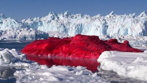 地球告急！南极出现“血雪”，专家∶担心的事终究要发生了