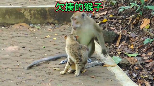 欠揍的猴子被猫扇耳光!