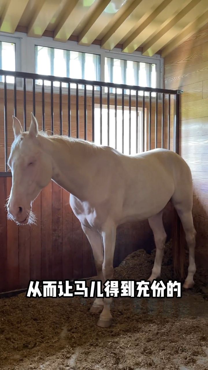 马站着睡觉什么不会摔倒