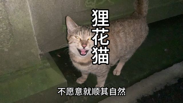 好可爱的狸花猫,你们喜欢吗?