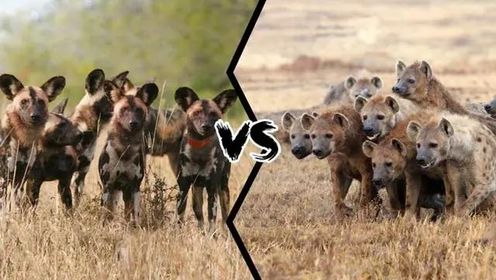 鬣狗群与野犬群的终极对决，两大家族对抗，谁能笑到最后？