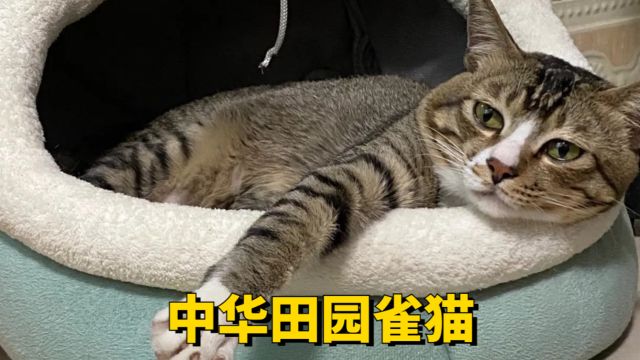 田园雀猫,很多人都没说过!