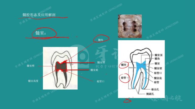 牙谦教育王旭第二轮口腔解剖生理学第一节牙体解剖生理(4)