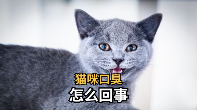 猫咪口臭怎么回事?原来是这4大原因作怪!