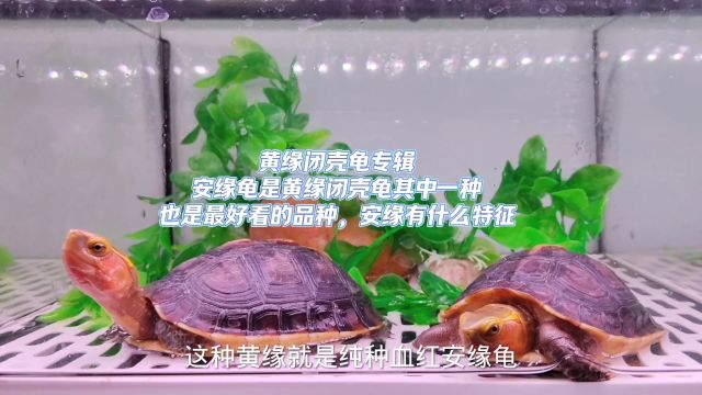 安缘龟是黄缘闭壳龟其中一种,也是最好看的品种,安缘有什么特征