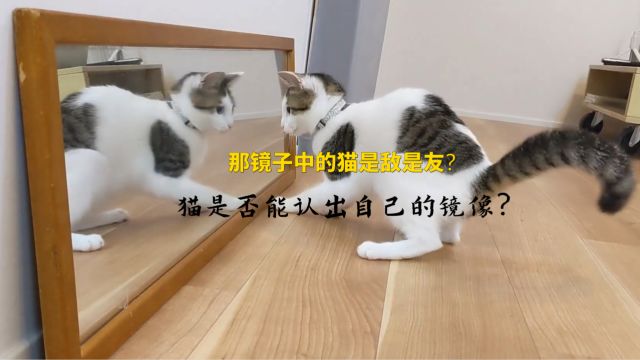 镜中猫影:那镜子中的猫是敌是友?猫咪是否能认出自己的镜像?