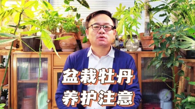 盆栽牡丹花的养殖方法和注意事项:注意6点,春天不要做这事