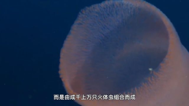 深海生物的奇特罕见物体,海蟑螂.让我们一探究竟,