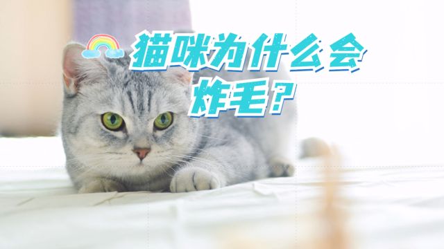 猫咪为什么突然炸毛,这是因为什么呢?