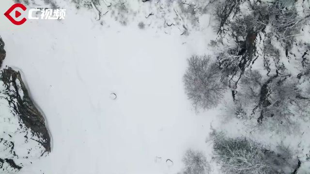 C视频|绵阳平武:大熊猫国家公园王朗片区春雪如画