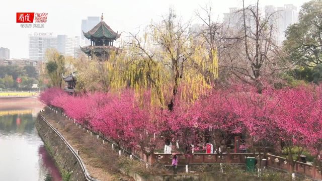 花开成都 春回大地,望江楼公园杏梅沿锦江绽放,太惊艳!