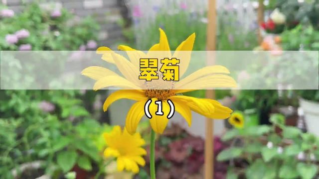 第一次种翠菊,献丑了 #翠菊 #种花