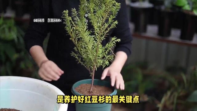 “国宝”红豆杉:如何在家中打造一盆绿意盎然的盆景?