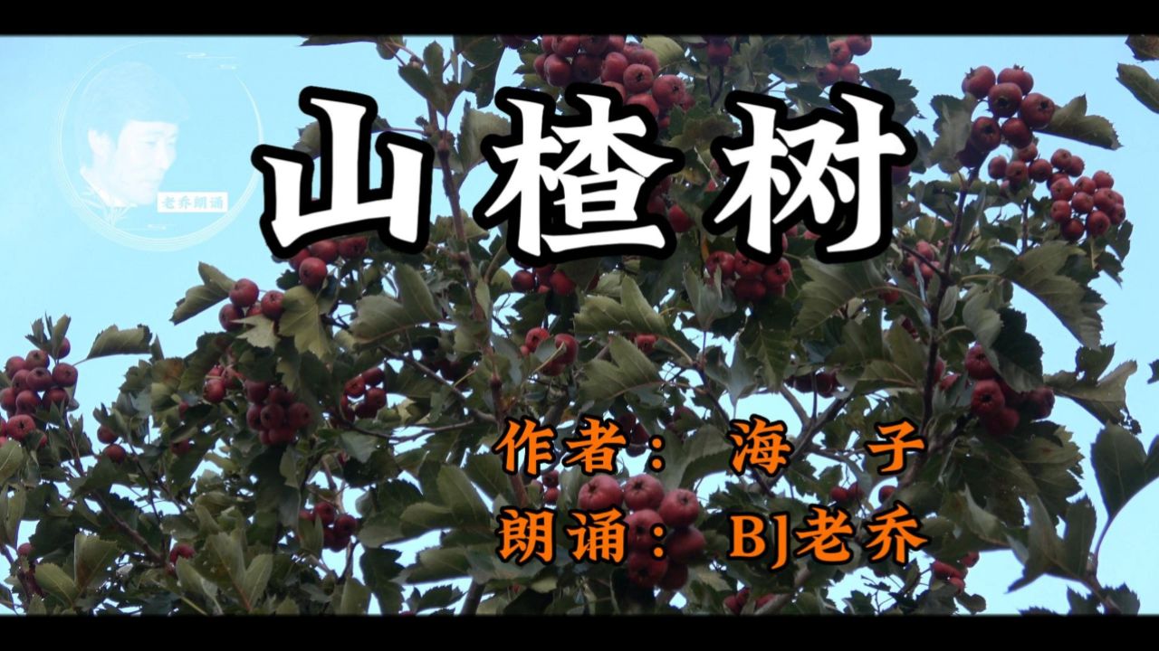 老乔朗诵海子的山楂树