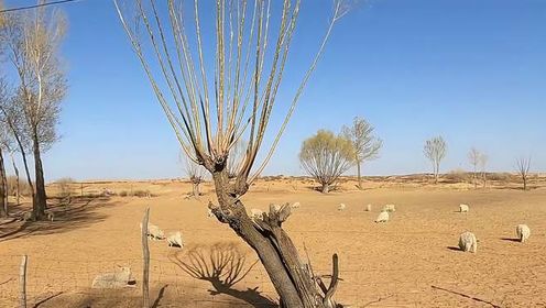 曾经寸草不生，荒芜了数百年的毛乌素沙漠，如今正在急速消失