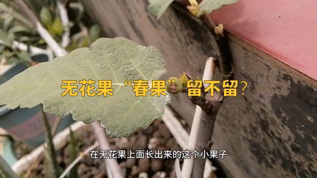 无花果“春果”留不留?影响一年产量,高手都知道