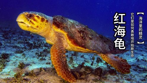 红海龟是如何展现惊人的迁徙能力和强大生存本能的？它们又是如何勇敢地繁衍新生命的？