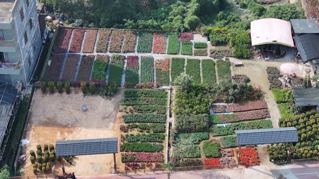 “粤西花木第一村”全年飘香,一路打开“繁花”市场