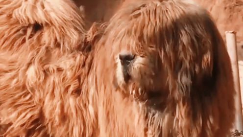 被人遗忘的中国猛犬!比藏獒更猛更聪明的藏狮,还有几个人认识?