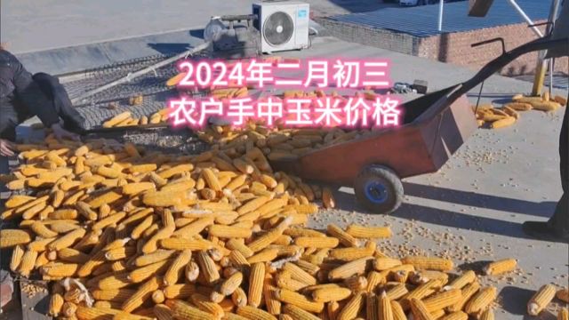 2024年二月初三到农户手中玉米价格多少钱一斤?玉米该涨价了