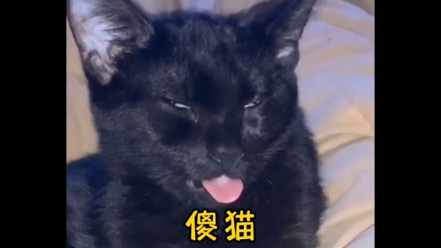 家有傻猫欢乐多#猫咪的迷惑行为 #沙雕动物 #帮忙看一下这猫正经不