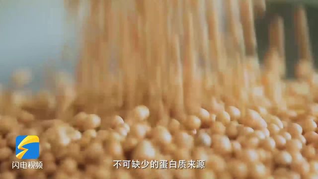 香驰控股:持续探索大豆的可持续发展之路