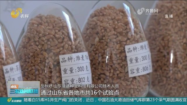 种子“芯片”家族又添新成员!“潍麦15”“潍麦16”通过省级审定