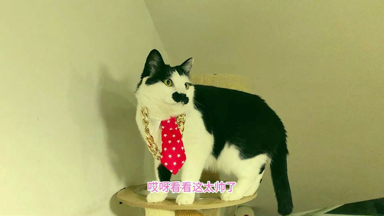 二哈猫打领带戴金链子,得意走起模特步,还跑到灯下配合主人拍摄