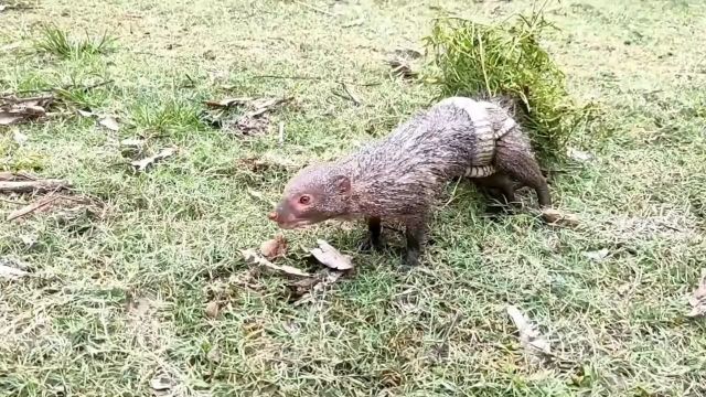 捕蛇高手蛇獴竟然被蛇缠住了身体,高手也有失手的时候