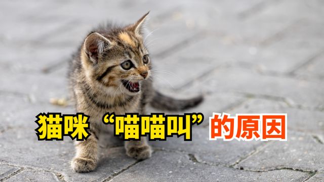 猫咪“喵喵叫”的原因,你知道几个?