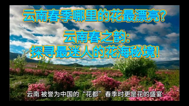 云南春季哪里的花最漂亮? 云南春之韵:探寻最迷人的花海秘境!