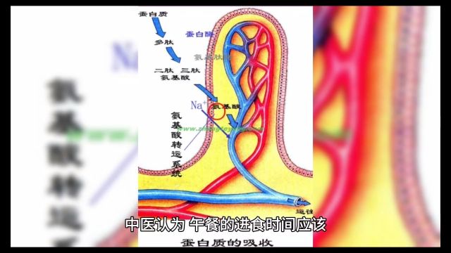 午餐应该怎么吃,需要注意什么