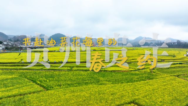 贵州贵定:共赴油菜花海里的春之约