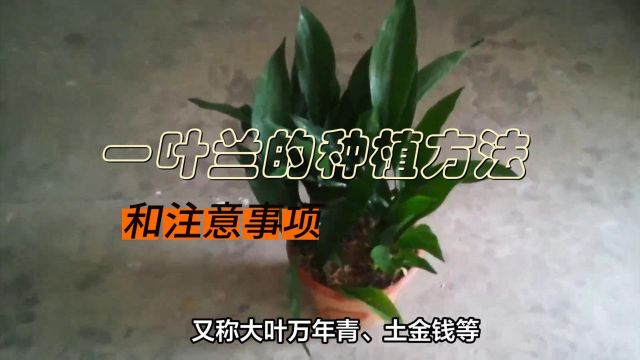 一叶兰的种植方法和注意事项