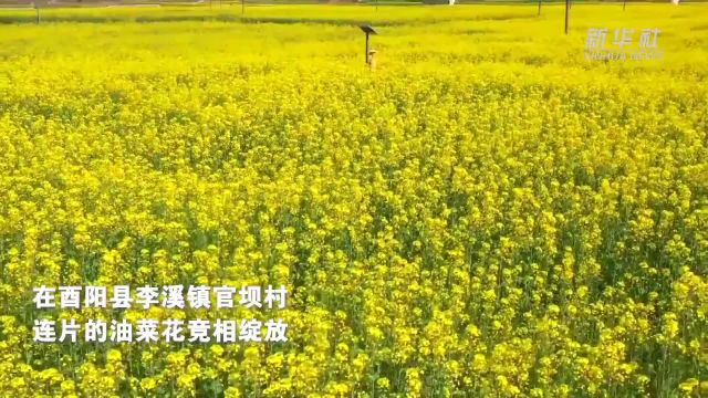 重庆酉阳:来武陵山间 看“花花世界”