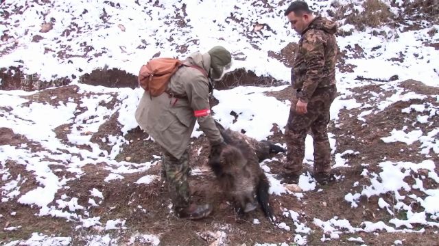 雪地狙击野猪,精彩的狩猎之旅