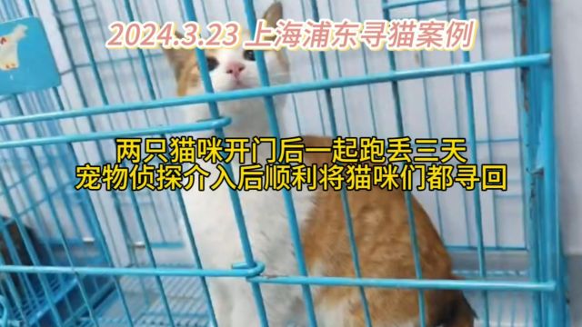 上海浦东寻橘猫和狸花猫