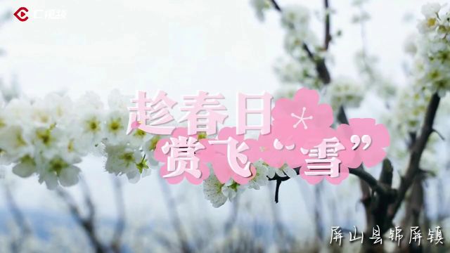 C视频|宜宾李花赏花攻略来了!