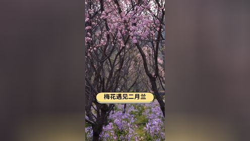 从明孝陵景区2号门进去，便看到梅花树下长满了二月兰。清晨的阳光洒在林子里，洒在轻轻摇曳着的粉色紫色的花上，成为早春时节一道美好的风景。