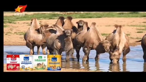苍茫大地，雪域高原，这里的主角，是坚韧不拔、承载着生命力的骆驼，更是那一罐罐凝聚天地精华的新疆赛天山骆驼奶粉。