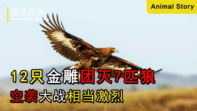 12只金雕团灭7匹狼,空袭大战相当激烈,野狼惨遭分尸