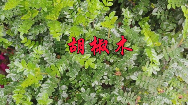 中草药——胡椒木