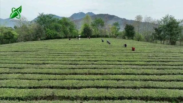 抓好春季茶园管理 提升茶叶品质