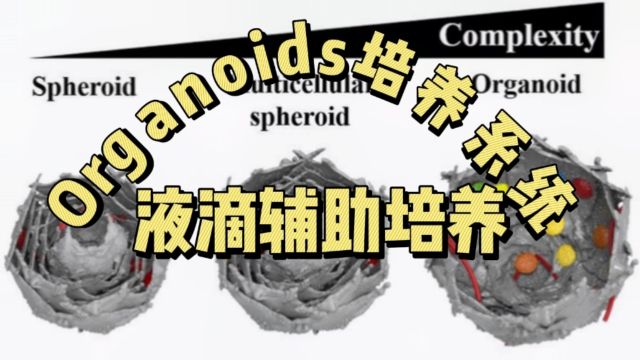 Organoids的液滴辅助培养系统