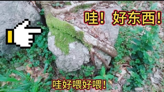 阿牛发现了奇怪的树抱石盆景,还说能卖两万块